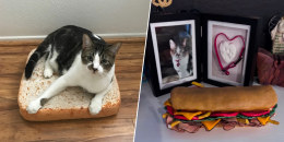 Sandwiches the cat and his urn.